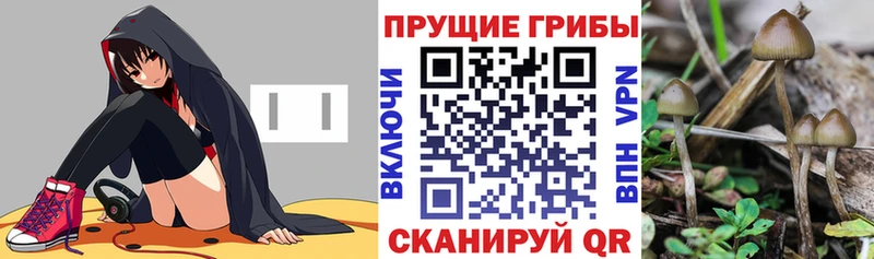 Купить  Сургут  Псилоцибиновые грибы Psilocybine cubensis 